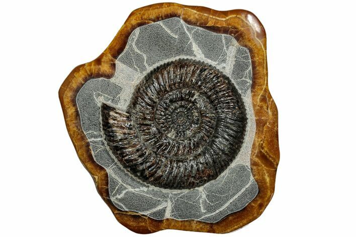 Ammonite (Speetoniceras) Fossil in Decorative Simbircite Display #228076